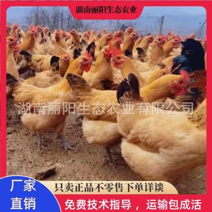 ���l���ϲ��u����w�����r����B���u�׻���B�\ݔ���ɻ�gָ��