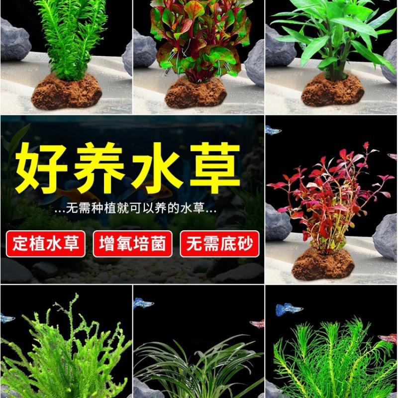 火山石水草植物真草鱼缸水草造景懒人新手养鱼套餐后景坨草蜈蚣草