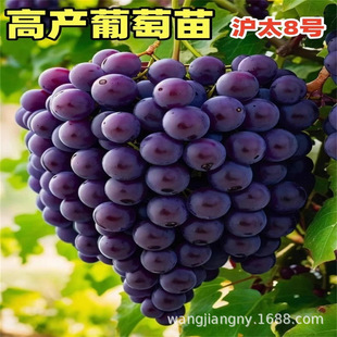 ��̫����ָ�o�Ѻ������ј��� ���ٮ���Y���{��ʯ�ϱ����Nֲ����