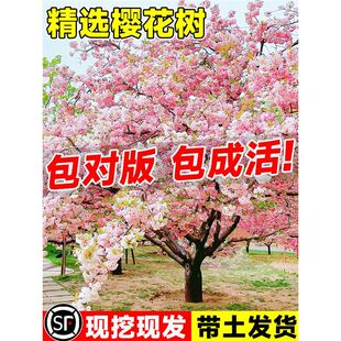 �ձ������ϱ�������ͥԺ�Nֲ�G�����̴����L���仨������ֲ��