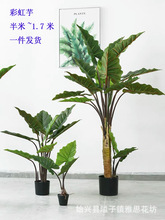 大型仿真植物彩虹竹滴水观音仿真树绿植芭蕉红背大孔雀竹芋盆栽