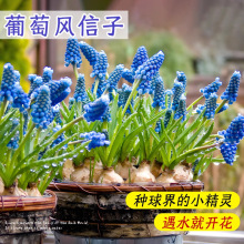 荷兰葡萄风信子种球批发土培水培花卉种子秋冬种植耐寒当年开花