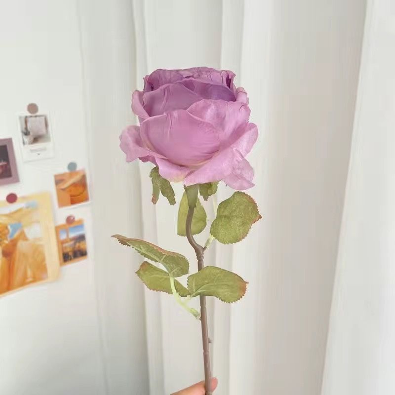 보라색 번트 엣지 로즈 [코어 포함]