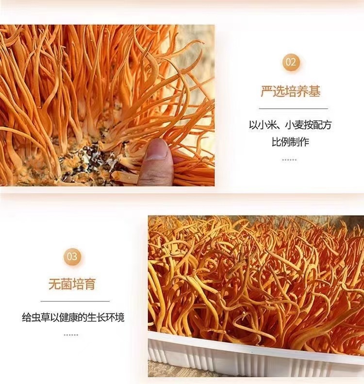 Dried Cordyceps Flower Chong Cao Hua 50g Broken Pieces Natural Sun Dried Soup Ingredient specifications