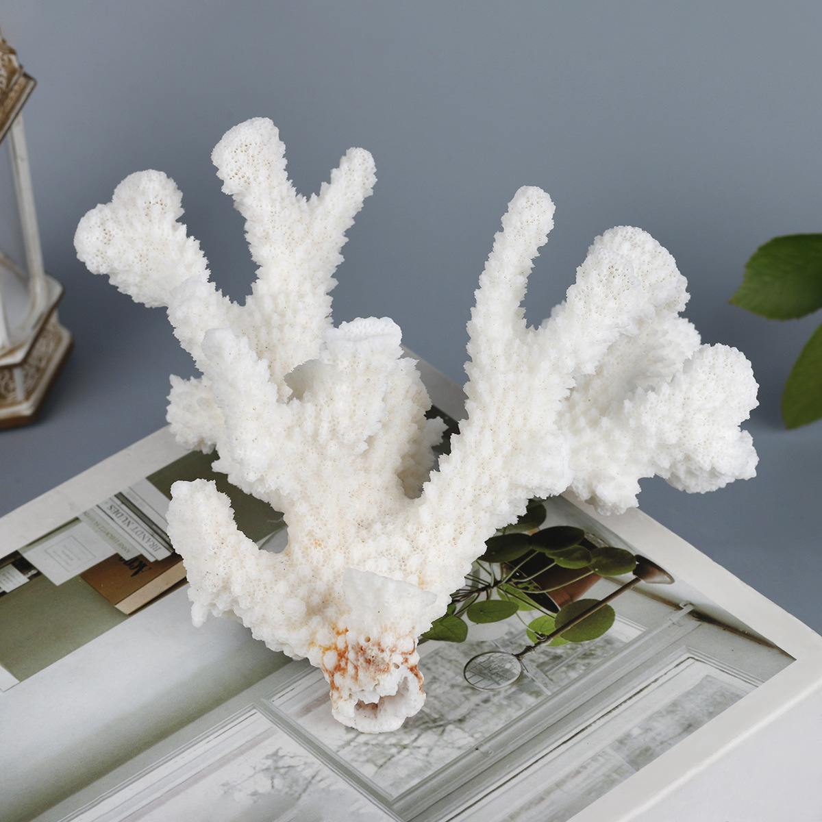 跨境新品天然珊瑚原石珊瑚枝 摆件鱼缸造景装饰 儿童科普矿标