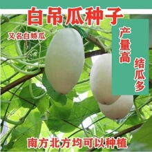 吊瓜巨型白南瓜白饺瓜庭院观光凉亭爬藤观赏食用蔬菜种籽