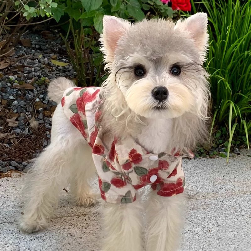 Fabricante mayorista de ropa de verano para perros, color rosa, camisa ligera para Bichón Frisé, Teddy y perros pequeños, diseño sencillo._voghion.com