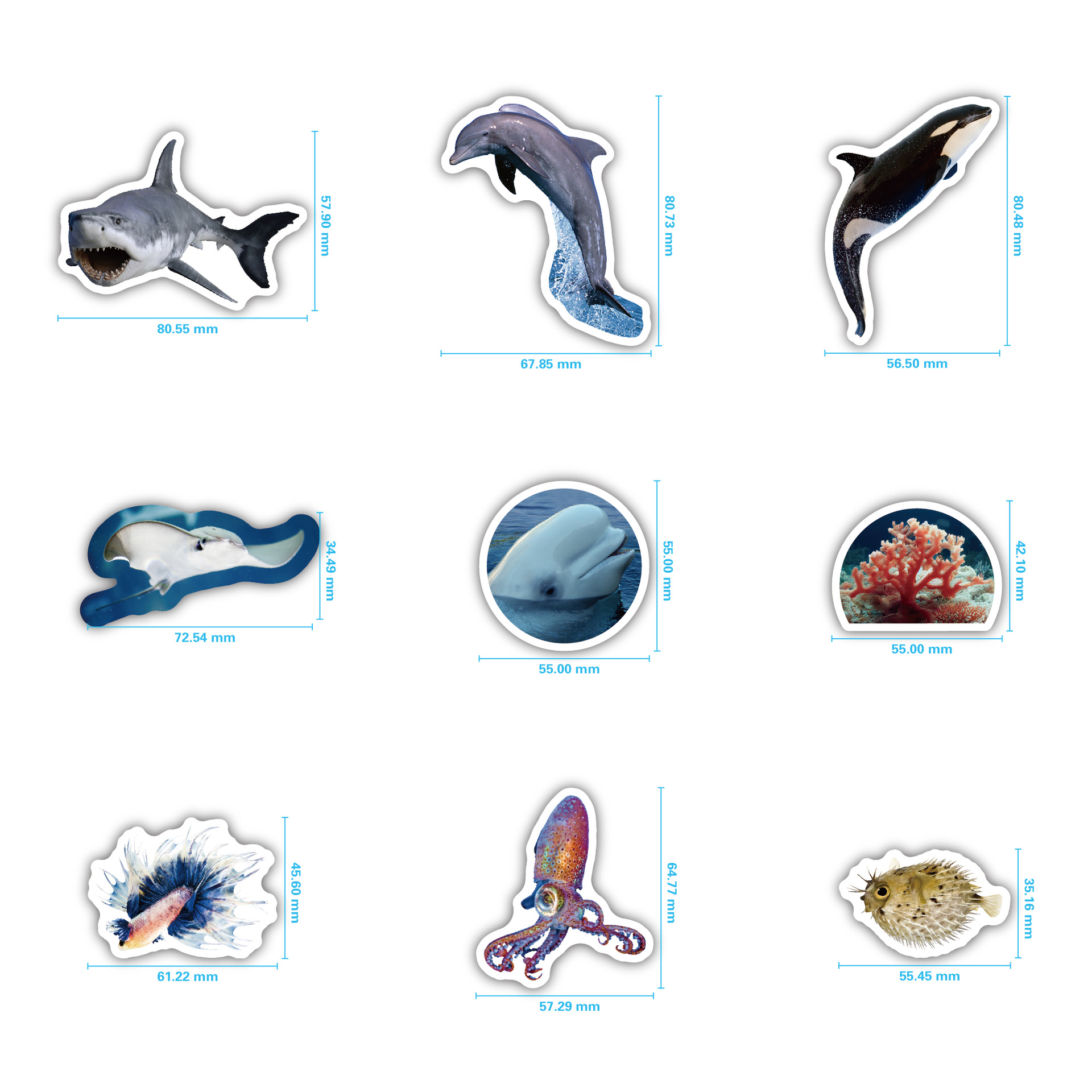 B049海洋生物4