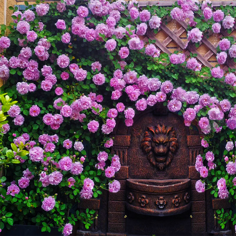 블루레인(1개는 포함되지 않음)