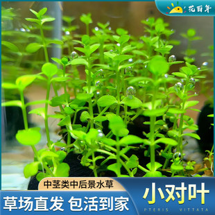 С���~ˮ��ֲ������~��ˮ���쾰�~�ݸ׾Gֲ���֑����B�~�к󾰲�