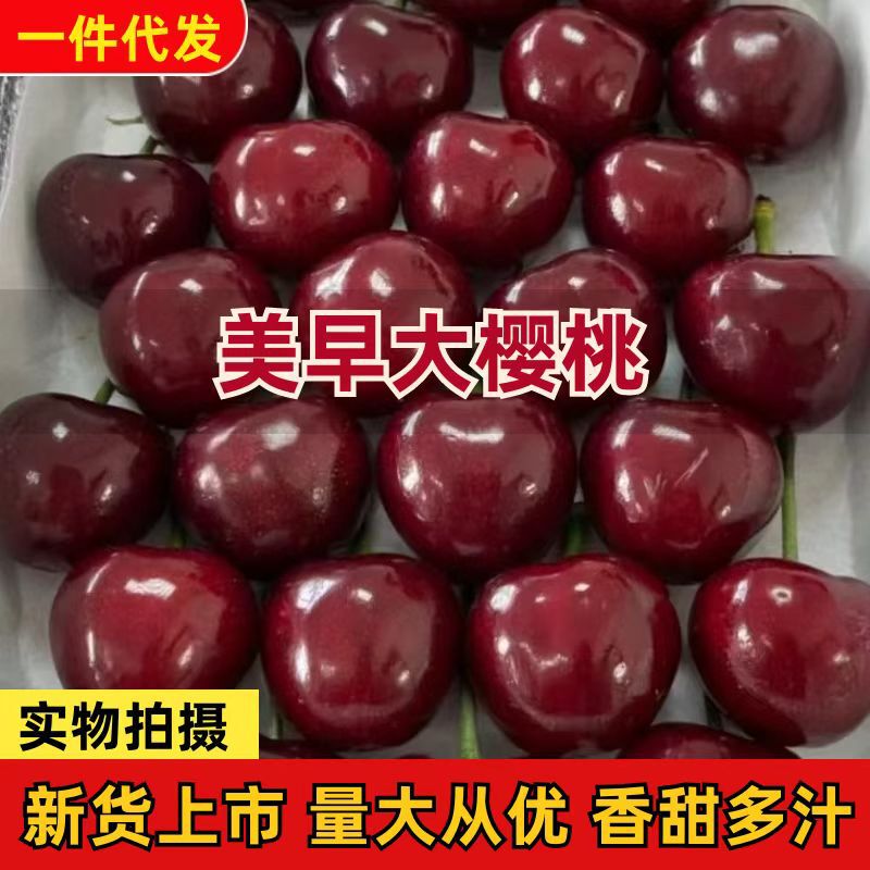 【First Batch of Large Fruits】Freshly Picked Meizao Big Cherries, Shipped by Sf Express, Cherry Gift Box, Seasonal Fruit for Pregnant Women 【First Batch of Large Fruits】Freshly Picked Meizao Big Cherries, Shipped by Sf Express, Cherry Gift Box, Seasonal Fruit for Pregnant Women
