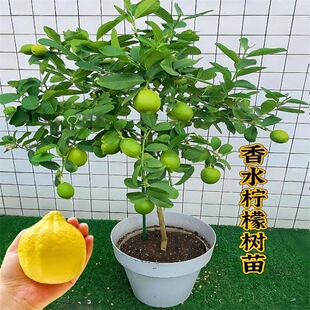 ��ˮ���ʘ����Ԏ�����ʳ���Ϙ�����͏d�̨�Gֲ���ļ�ˮ�������
