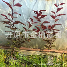 红叶榆叶梅树苗盆栽重瓣红叶榆叶梅花树丛生大墩耐寒榆叶梅灌木