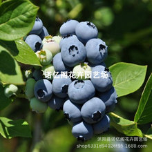 Ͽ{ݮļԵϱNֲp{ݮ箔Y