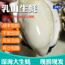 顺丰包邮乳山生蚝鲜活新鲜海蛎子10特大海鲜牡蛎肉水产5斤批发价