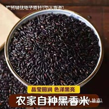 东北黑米500克农家自产新米黑香米粥五常香糯紫米大米杂粮常温