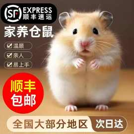 顺丰包邮家养小仓鼠宝宝金丝熊活体布丁银狐长毛宠物包活