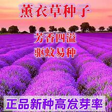 四季薰衣草种子普罗旺斯薰衣草绿化室内庭院阳台盆栽各种花种子