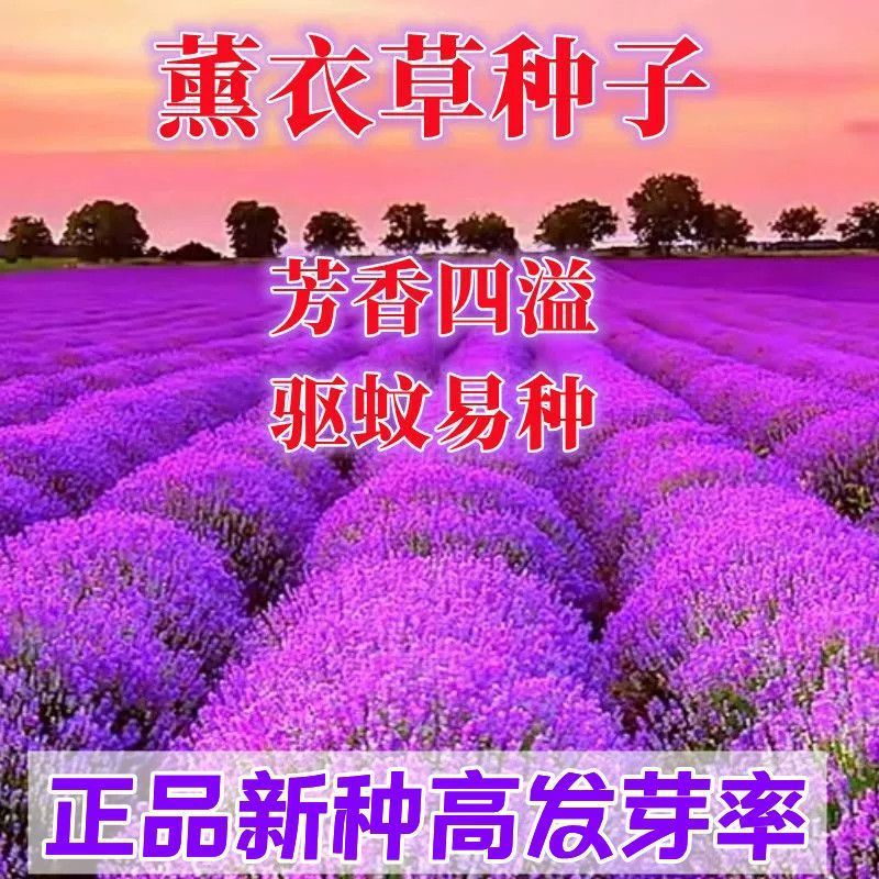 四季薰衣草种子普罗旺斯薰衣草绿化室内庭院阳台盆栽各种花种子