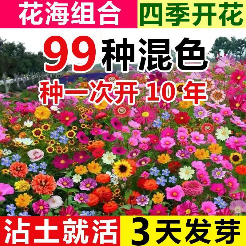 Комбинация диких цветов Многолетние Смешанные цветочные семена Комбинация Смешанные Холодостойкие Ленивый Балкон Сад На открытом воздухе