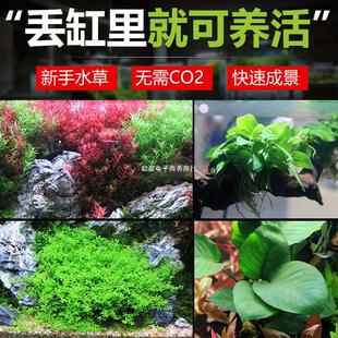 �~�׻��wˮ��ֲ��ſ��������ˮ������ˮ��������Tˮ���쾰�ײ�