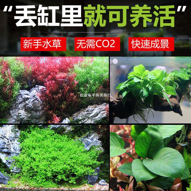 Fish Tank Live Aquatic Plants Lying on the Ground Real Grass Negative Hydroponics Lazy Water Banyan Grass Entry-Level Aquarium Landscaping Package