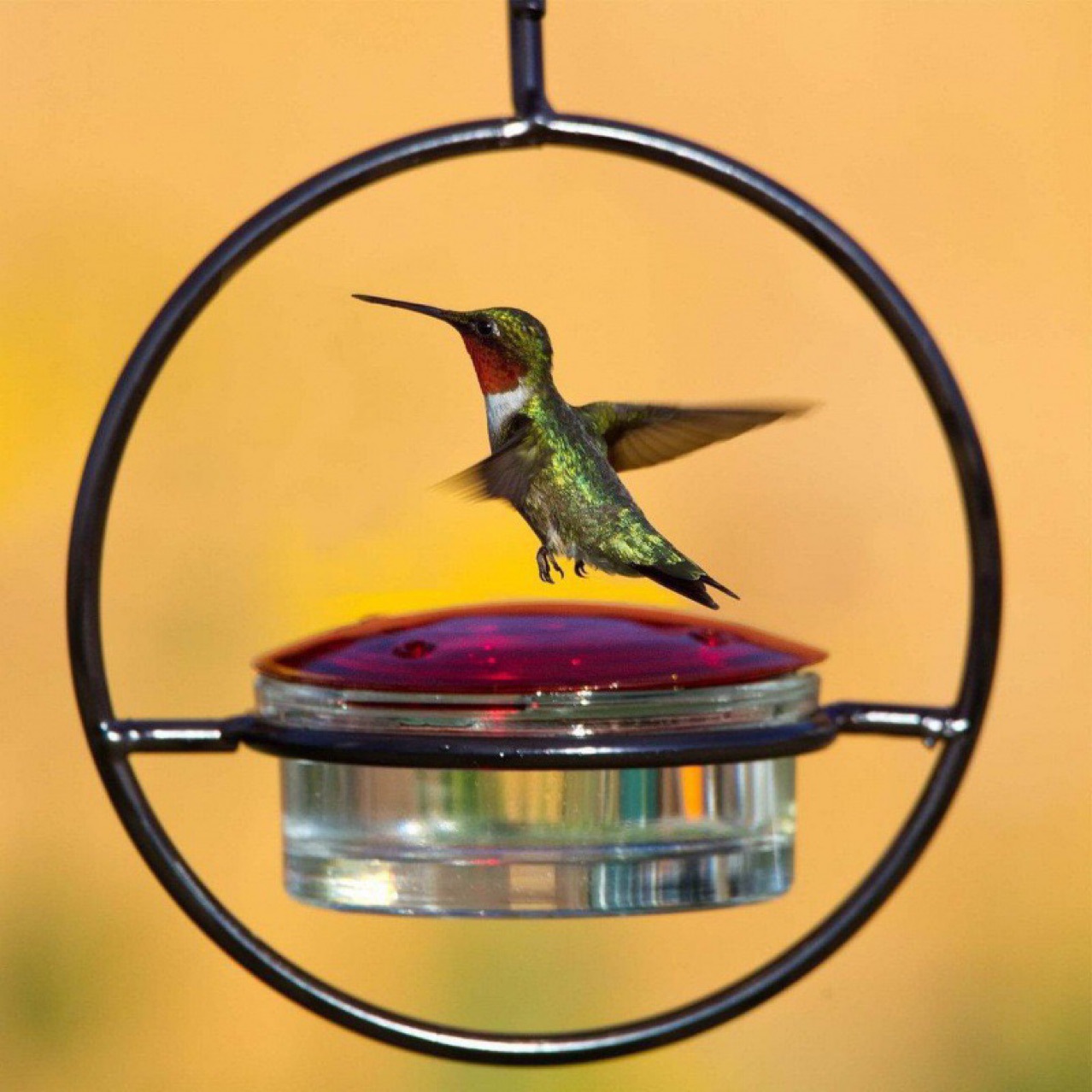 Cross -border Hummingbird Feeder Metal Simple Bird Fedrior…