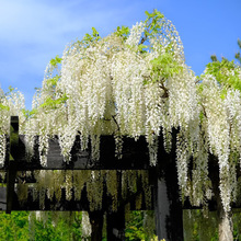 �����°�ɫ���ٻ������������ٻ���ֲ������ļ�ͥԺ�̨�ȼܹ��T