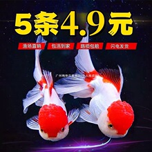 ������̩�{С�͵�ˮ�ͻ�С�~��ˮ�~�^�p�~���~�^�p�~�\���m��