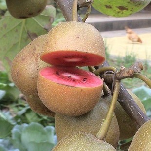 Red Heart Kiwi Saplings Planted in Pots in the North and South, Yellow Heart Soft Jujube Kiwi Saplings Planted in the Ground, Fruit Seedlings That Bear Fruit in the Same Year
