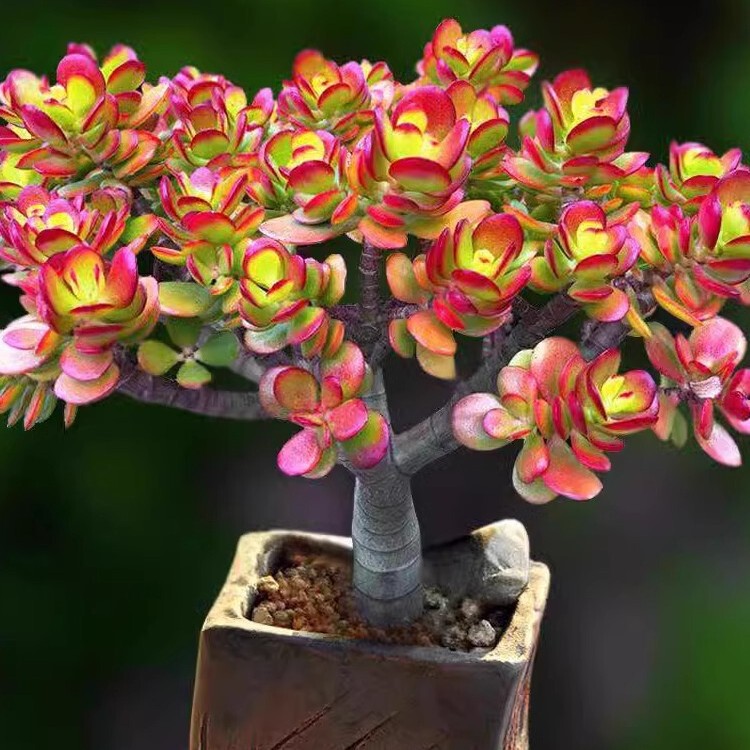 Red Leaf Jade Tree Bonsai Red Flower Moon Stump Flower Succulent Indoor Potted Plant Extra Large Easy to Care for and Grows Better with More Sunlight