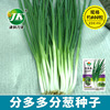 A large number of manufacturers wholesale divided onion seeds Four seasons small fragrant shallots balcony potted vegetable garden green onion and vegetable seeds