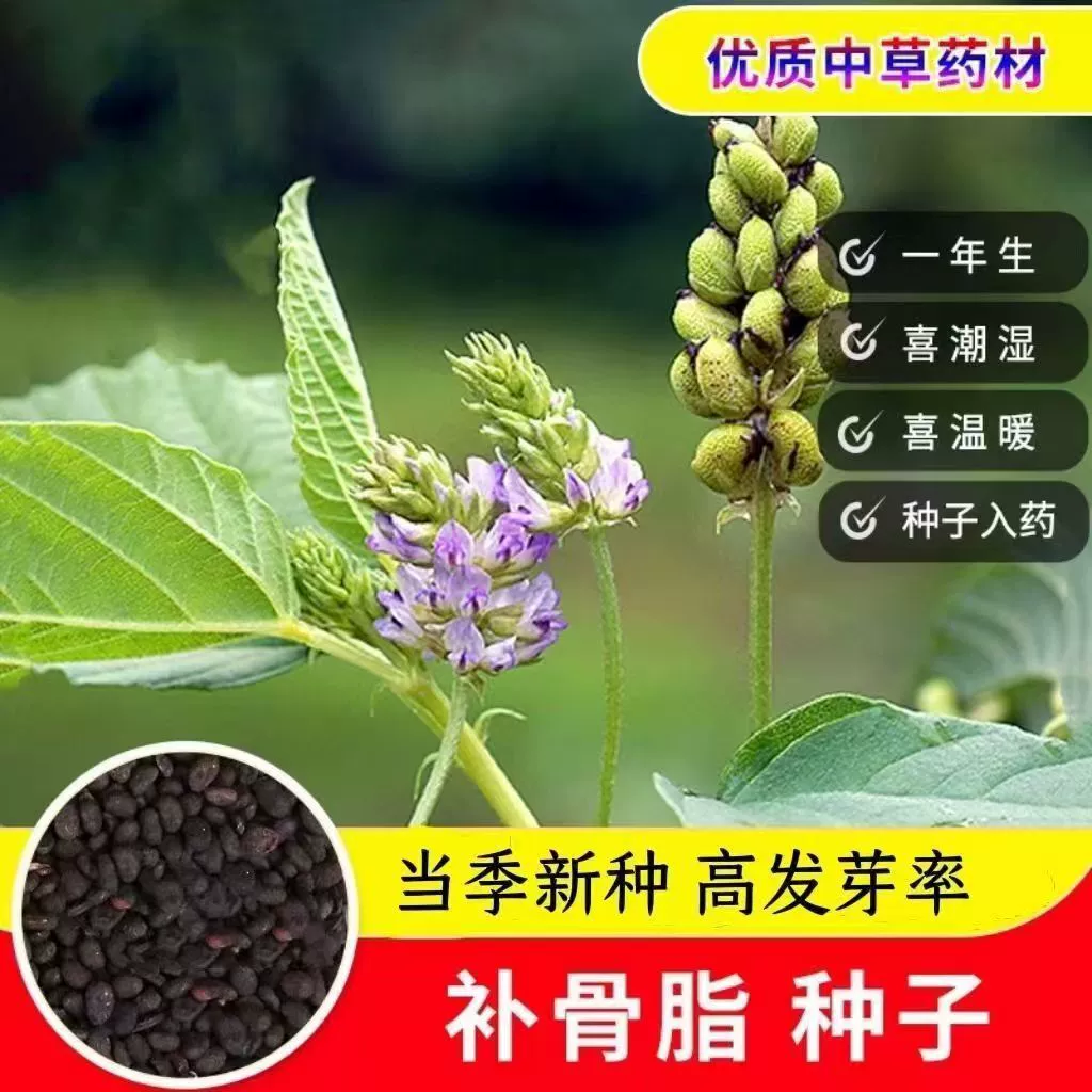 Лекарственные семена, семена псоралена, китайские травяные семена, семена для укрепления желудка, новые семена, семена псоралена, семена псоралена, семена псоралена
