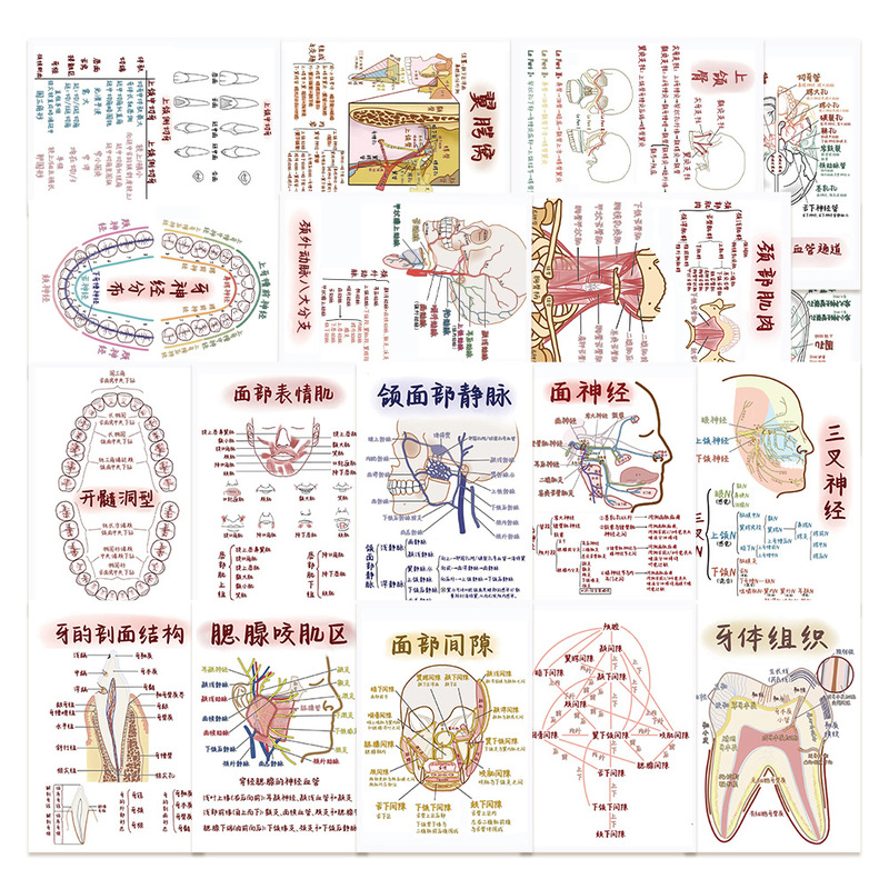 17 Oral Knowledge Stickers, Medical Text Decoration, Notebook, Desktop Water Cup, Laptop DIY Stickers 17 Oral Knowledge Stickers, Medical Text Decoration, Notebook, Desktop Water Cup, Laptop DIY Stickers