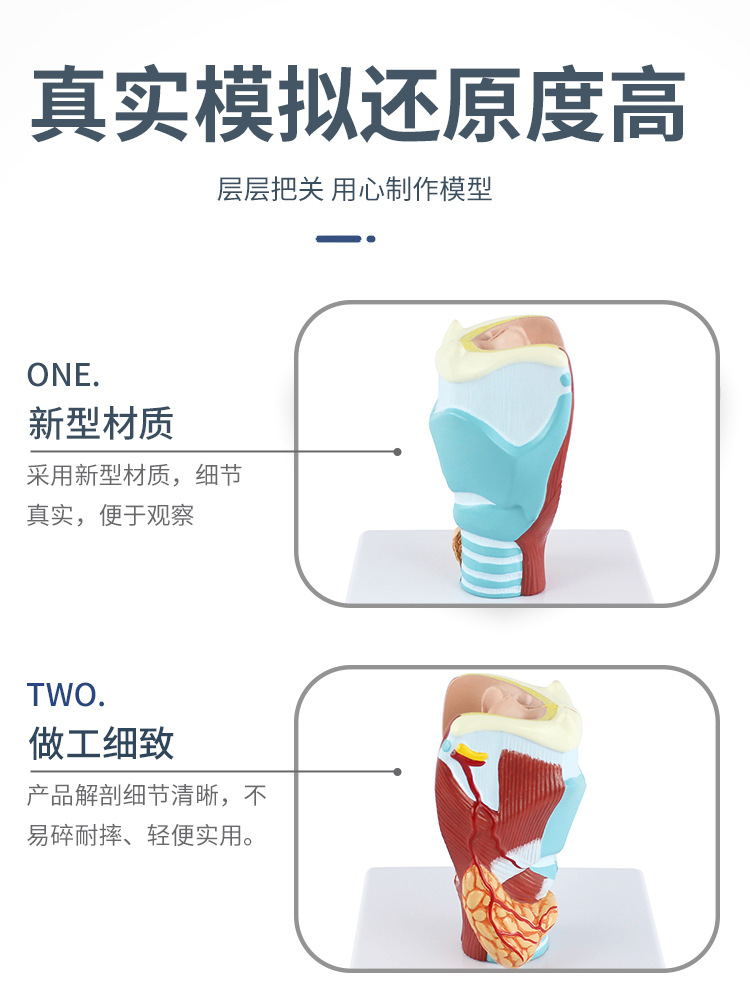 2倍放大人体喉解刨模型 喉部模型 喉咙解刨医学模型 喉解剖-阿里巴巴