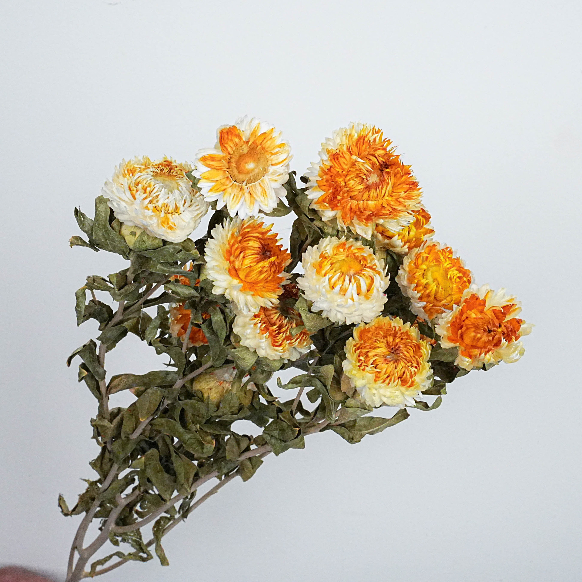Flores secas naturales de trigo y chrysanthemum hechas a mano flores secas, flores secas de Yunnan, material de ramo grande al por mayor