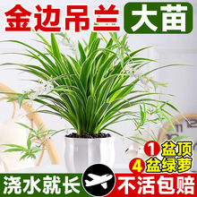��߅���m�����k���҃������ļ�ֲ�ﴹ������ˮ����B��z���m�Gֲ