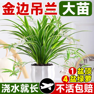 ��߅���m�����k���҃������ļ�ֲ�ﴹ������ˮ����B��z���m�Gֲ