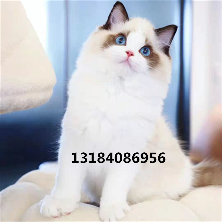 (2) HAISHUANG RAGDOLL  ̺  ƾ   RAGDOLL KITTEN  ª  ׶̼ ̺ ǹ ׶̼   JINJI