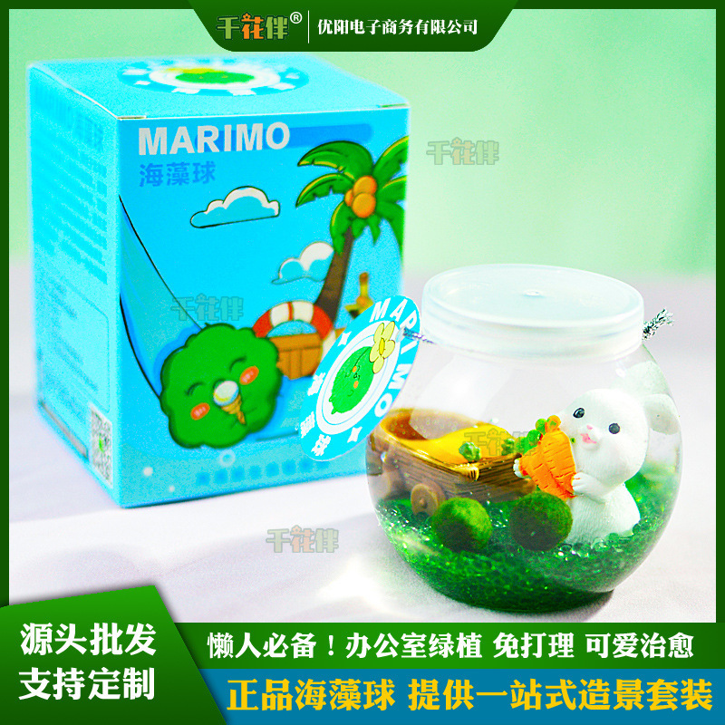 Marimo Small Seaweed Ball Ecological Bottle Micro Landscape Desktop Hydroponic Plant Set Gift a Complete Set of Small Algae Pets