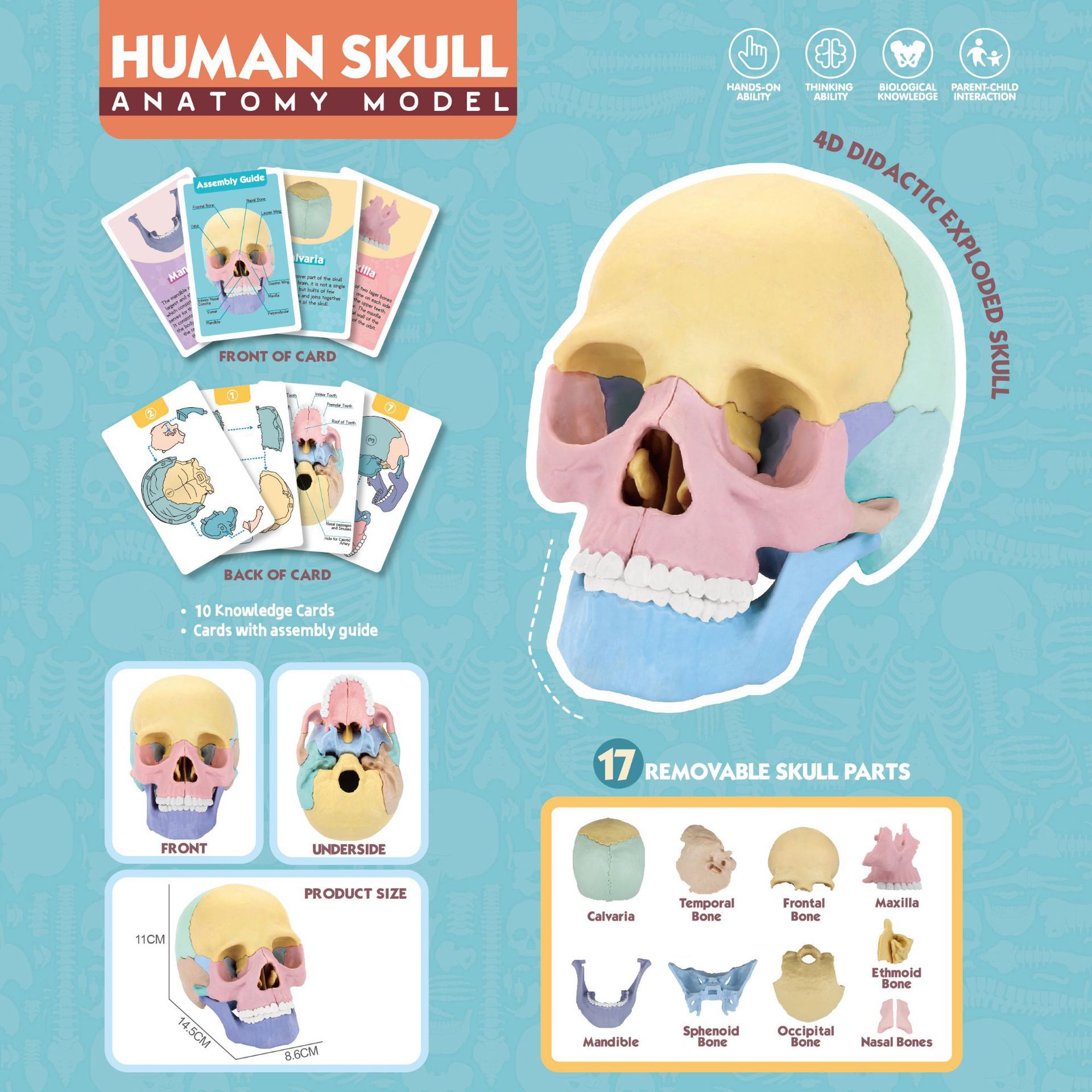 Juguetes de ciencia y educación transfronterizos maniquí articulaciones humanos niños juguetes de ciencia y educación juguetes cognitivos científicos al por mayor