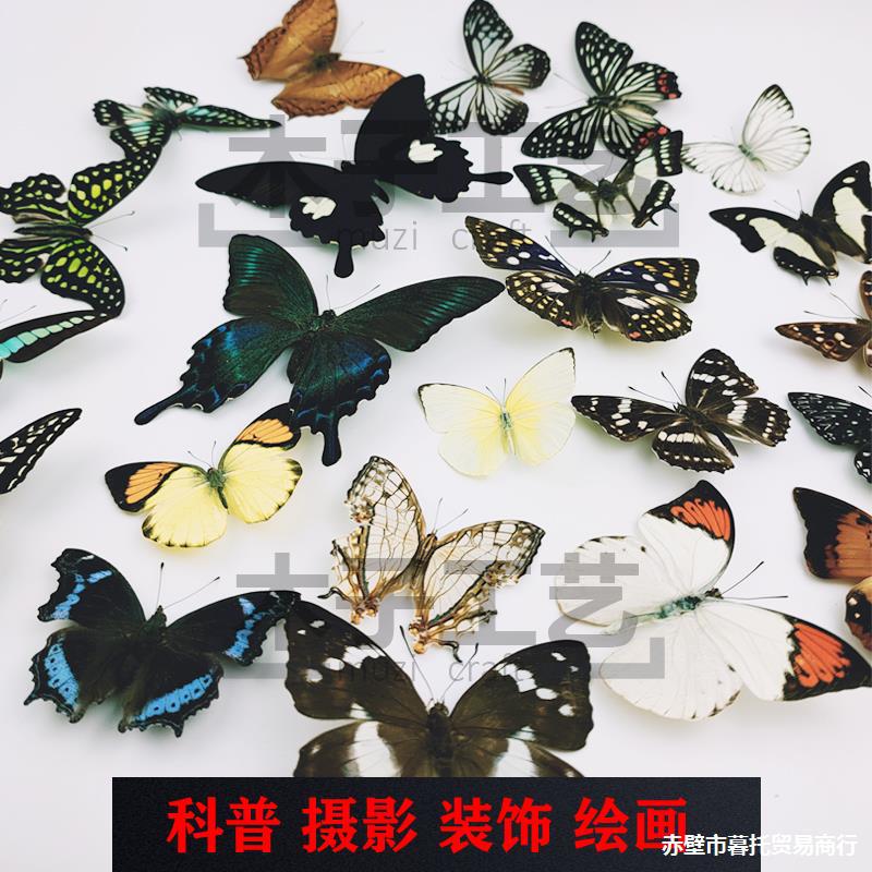 A-真蝴蝶标本未展翅各种原蝶杂蝶昆虫幼儿园教学收藏摄影道具