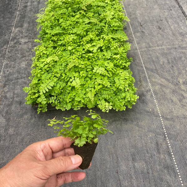 Indoor ornamental fern copper-bone maidenhair fern tissue culture…