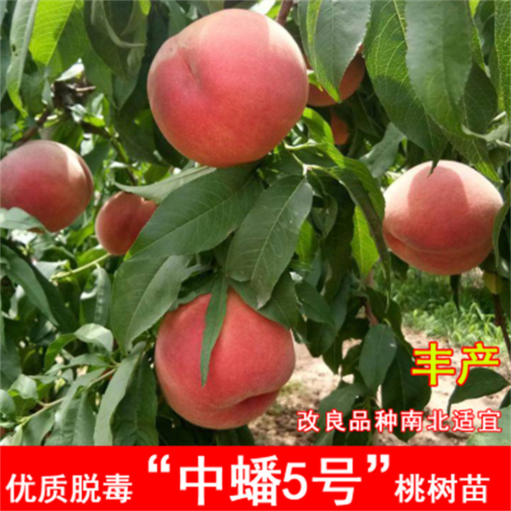 紫玉嫁接中蟠2号桃树苗黄金毛蟠桃树苗二号黄肉蟠桃耐寒庭院种植