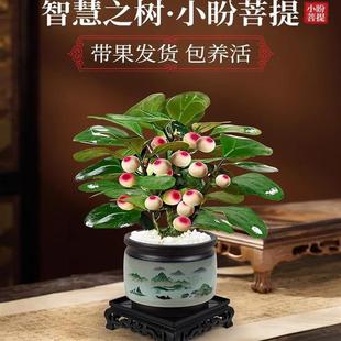 Bodhi Tree Potted Plant with Fruit Bonsai Indoor Office Plant Desktop Decoration Chinese Zen Green Plant