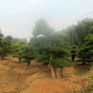 �������l�������ܘ� Ҏ����ӈ@�־G�����ܘ� �F�ڬF�u�������ܘ�