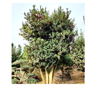 ���� �����Οo���۹ǘ� ��֦�۹����Θ� ���\�� ����M�û��ع���