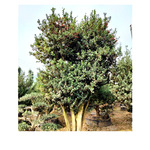 湖南 丛生形无刺枸骨树 多枝枸骨造形树 鸿运果 金玉满堂基地供应