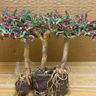 �ذ�̫ꖻ��Ϙ�ĵ��õ�t����������ֲ��������޸��󻨎���