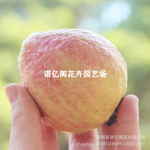 ��֬�t��ʯ�����޽��ļ��Y��ͥԺ�̨���Լt�İŘ���ʯ�������